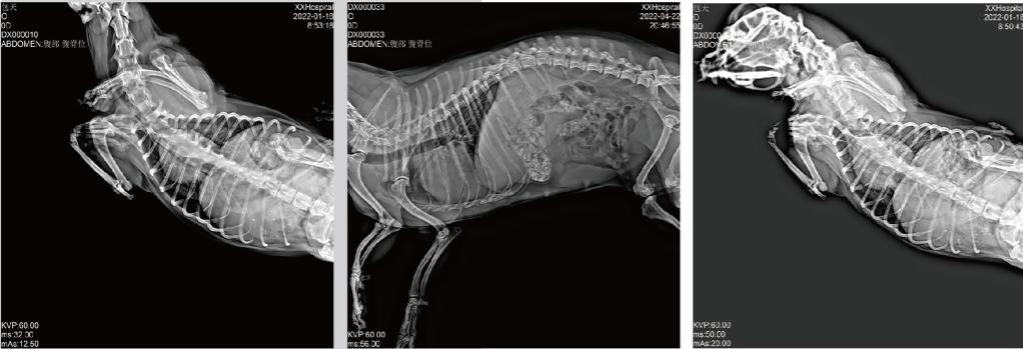 WMV-RV-20A Animal Digital X-ray Radiography System